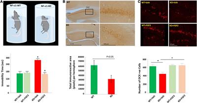 Neurotrophic Factor-α1/Carboxypeptidase E Functions in Neuroprotection and Alleviates Depression